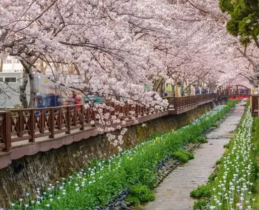 Find Your Bloom: Cherry Blossom Itineraries in South Korea for Every Traveller